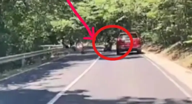Videó: csúnyán elmérte a kanyart a motoros, szemből pedig jött az autó! Ez lett a vége!
